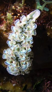 Lettuce Leaf Nudibranch